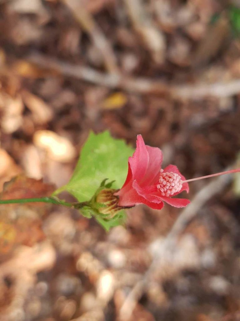 Hibiscus kochii photo 4