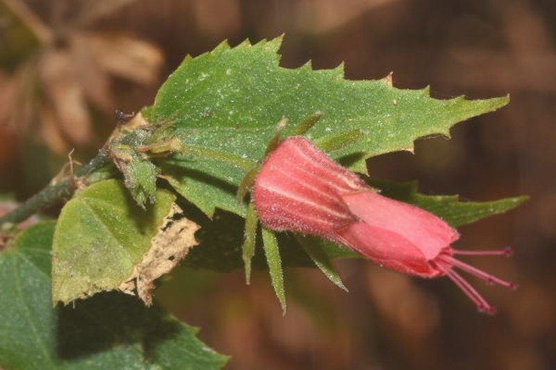 Hibiscus kochii photo 5