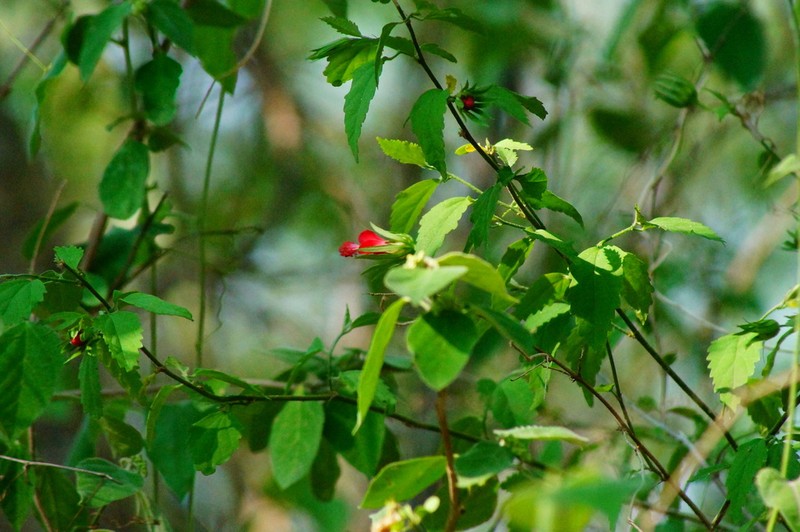 Hibiscus kochii photo 6