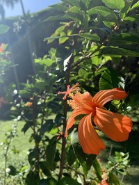 Red Rosemallow