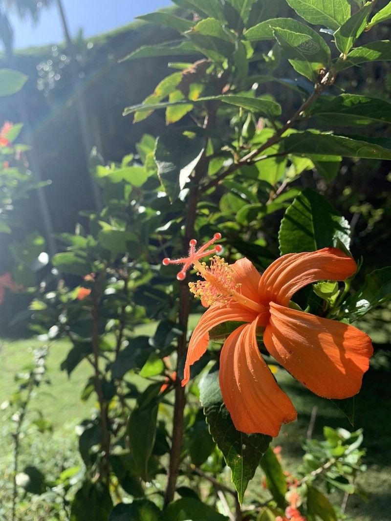 Red Rosemallow