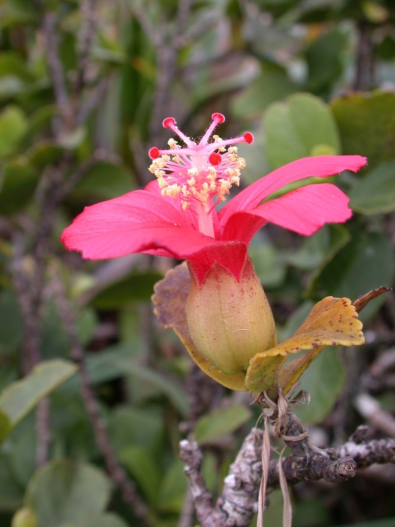 Red Rosemallow photo 3