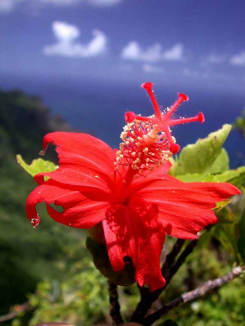 Red Rosemallow photo 4