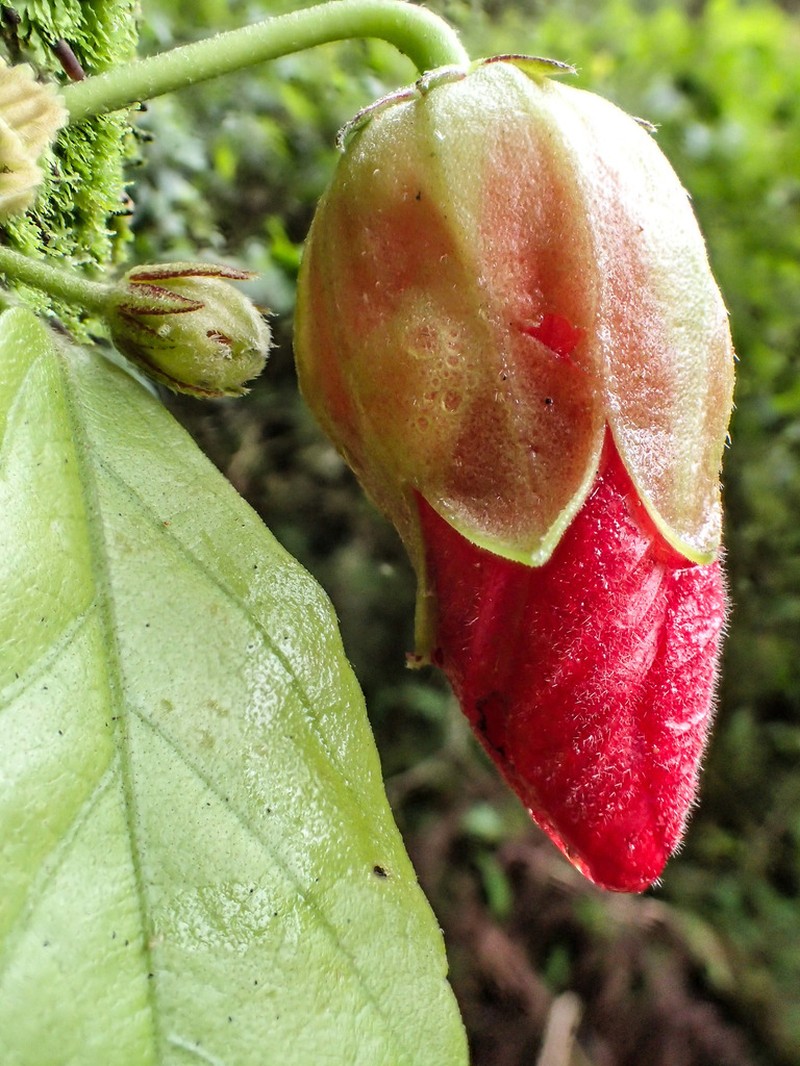 Red Rosemallow photo 5