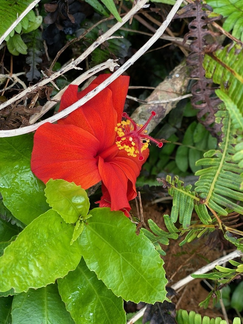 Red Rosemallow photo 7