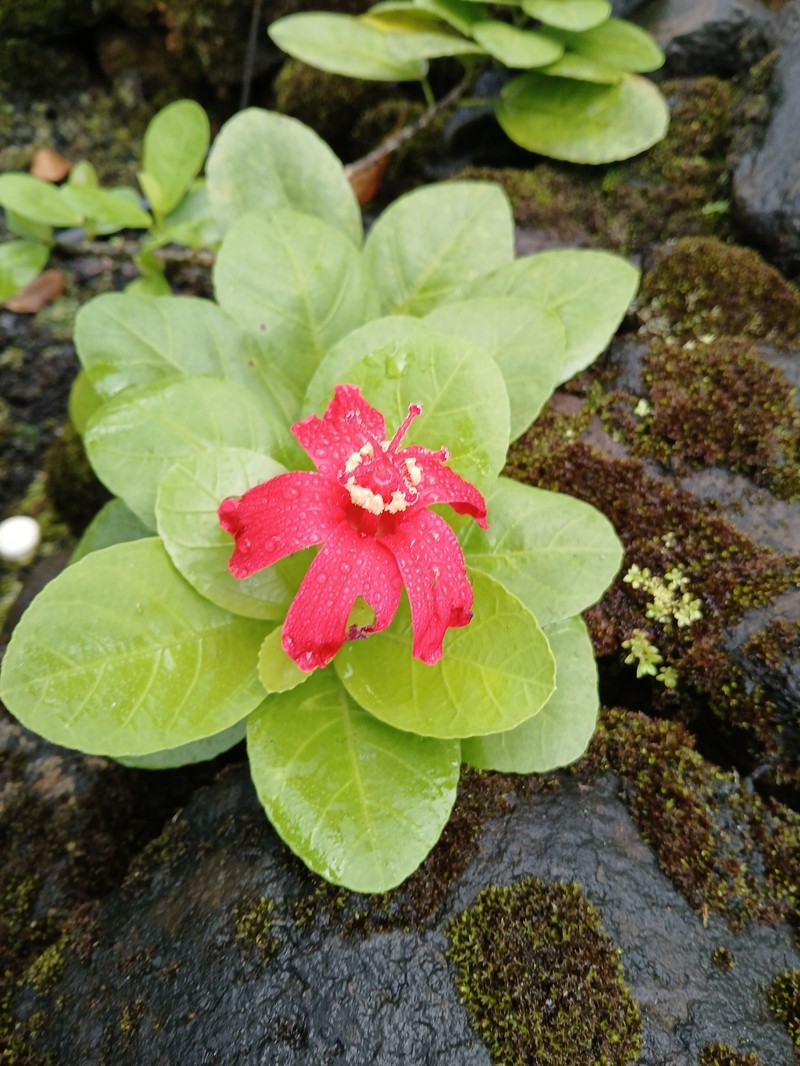 Hibiscus kokio subsp. kokio