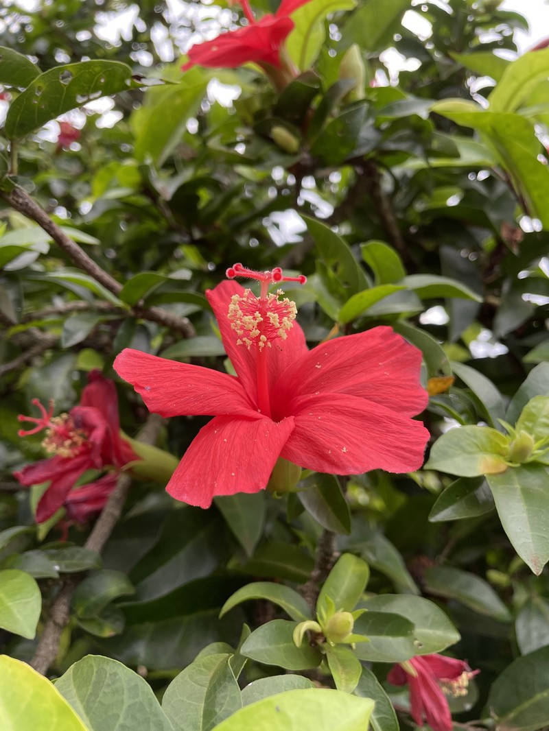 Hibiscus kokio subsp. kokio photo 2