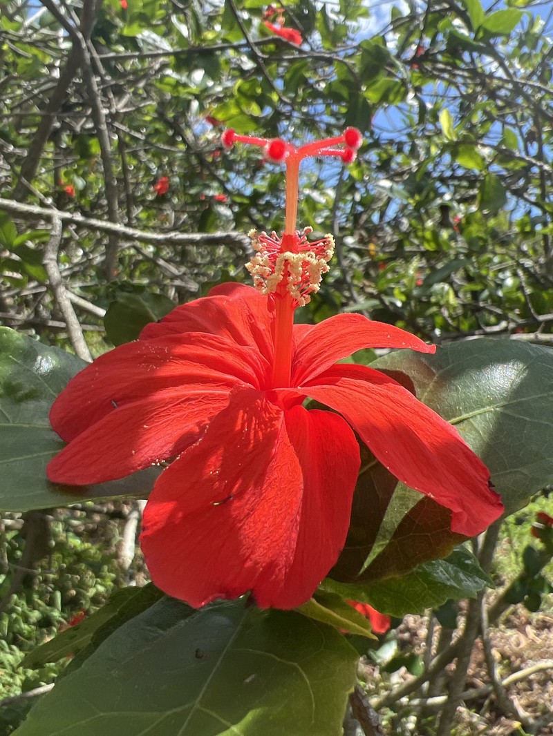 Hibiscus kokio subsp. kokio photo 3