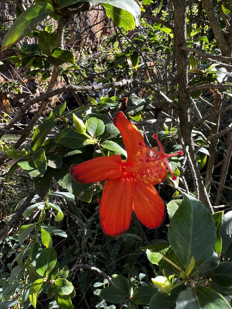 Hibiscus kokio subsp. kokio photo 4