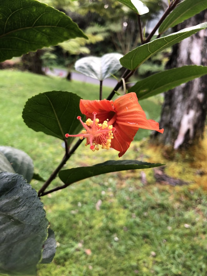 Hibiscus kokio subsp. kokio photo 5