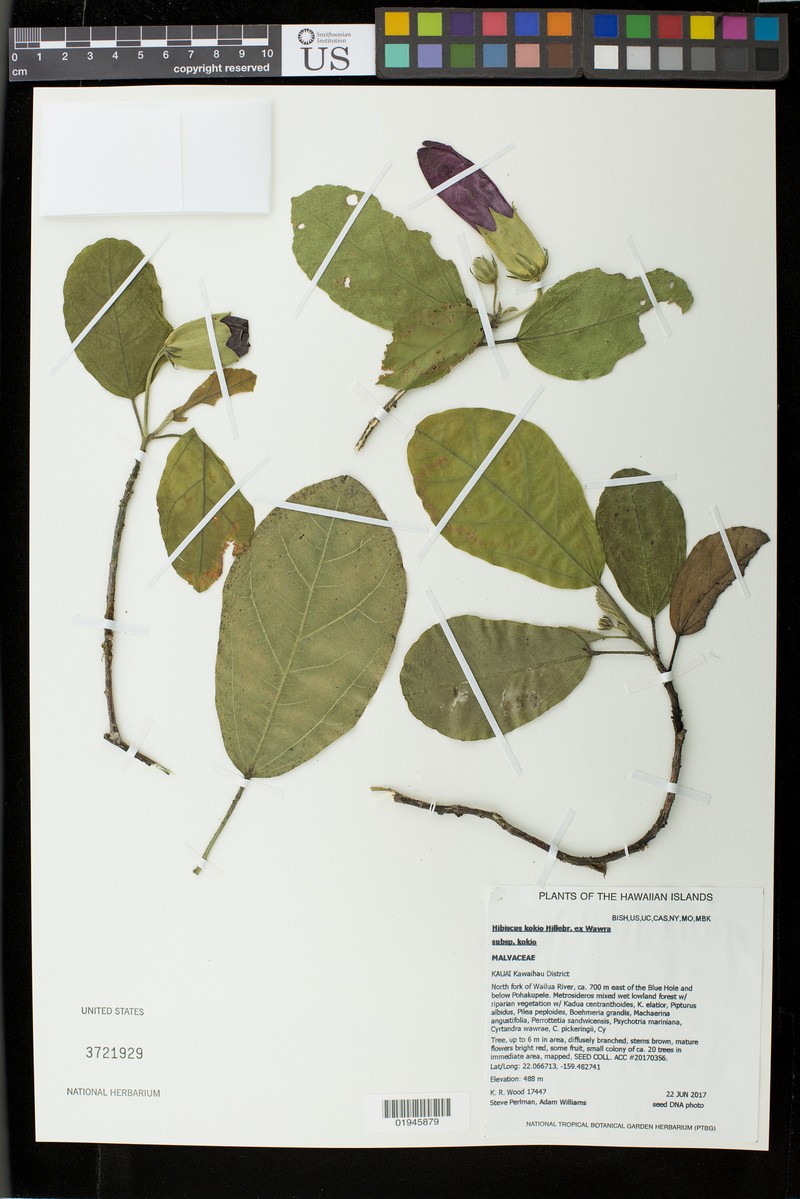Hibiscus kokio subsp. kokio photo 6