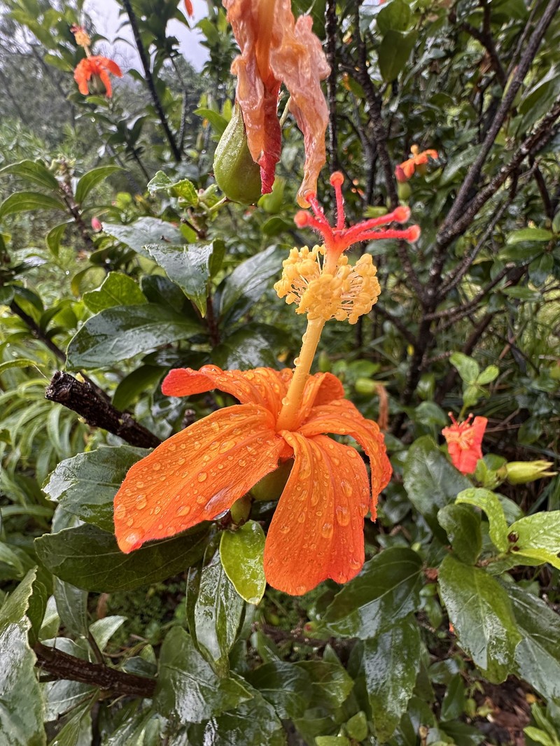 Hibiscus kokio subsp. saintjohnianus photo 2