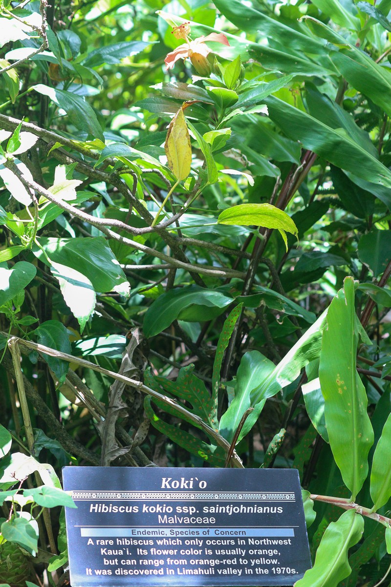 Hibiscus kokio subsp. saintjohnianus photo 3