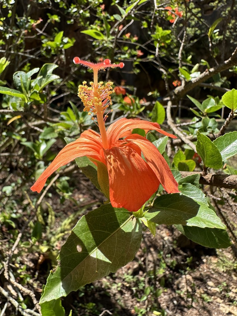 Hibiscus kokio subsp. saintjohnianus photo 4