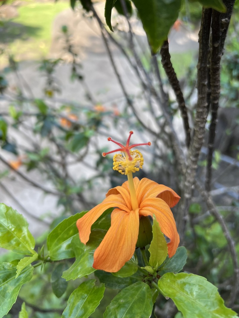 Hibiscus kokio subsp. saintjohnianus photo 5