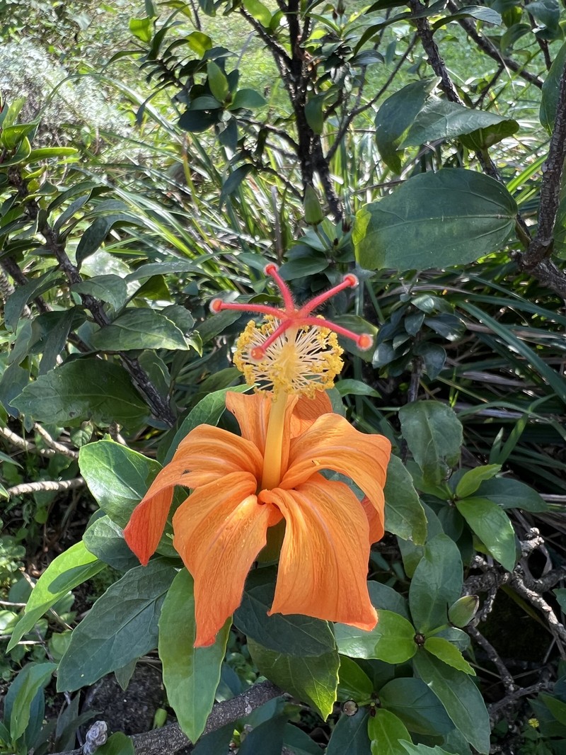 Hibiscus kokio subsp. saintjohnianus photo 6