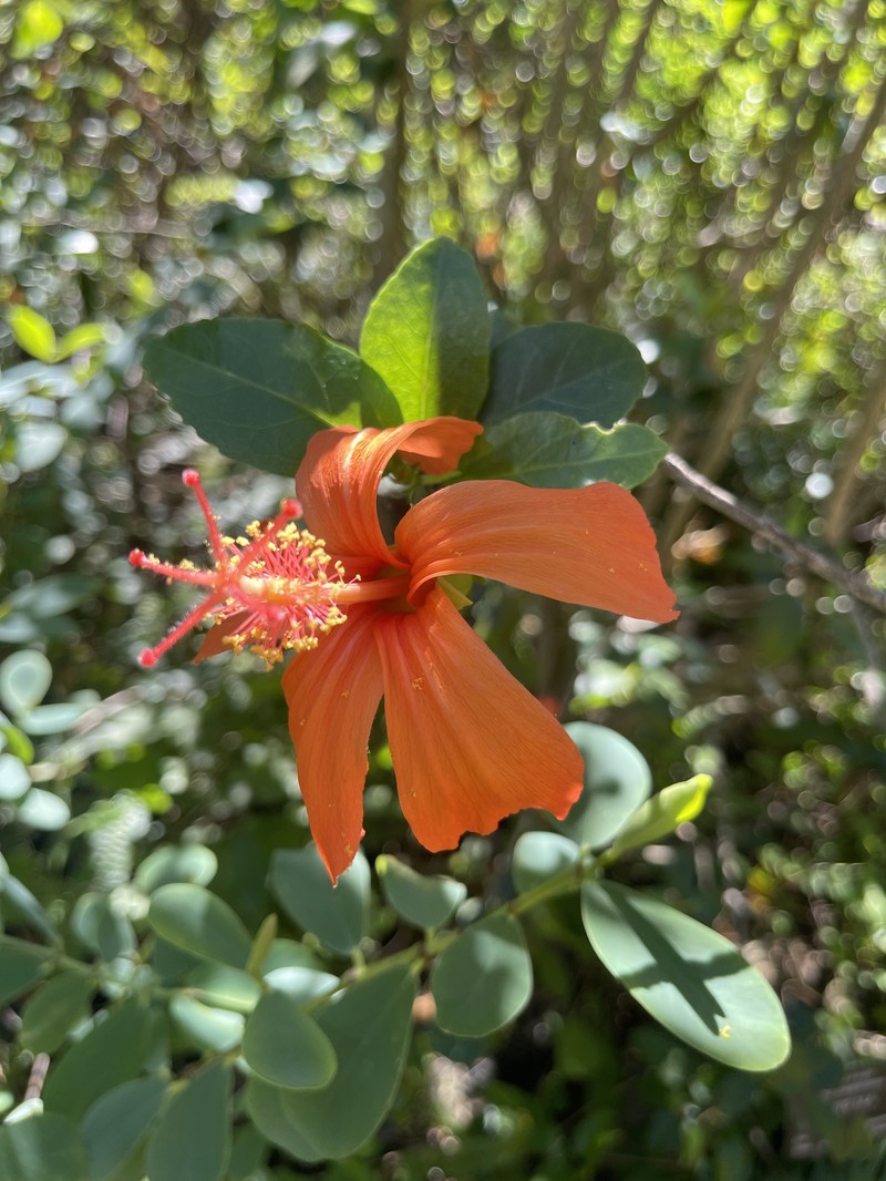 Hibiscus kokio subsp. saintjohnianus photo 7