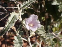 Hibiscus krichauffianus