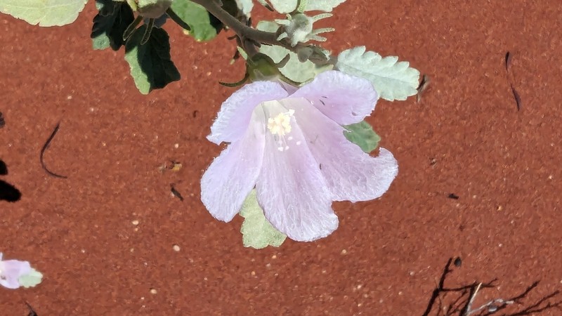 Hibiscus krichauffianus photo 2