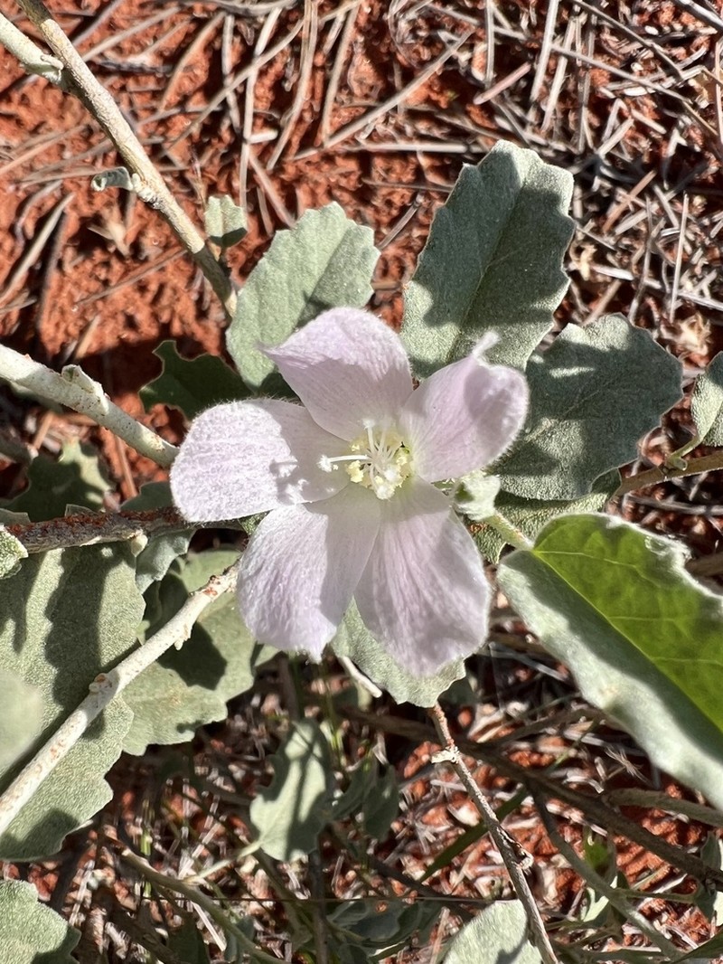 Hibiscus krichauffianus photo 4