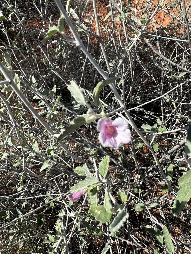 Hibiscus krichauffianus photo 6