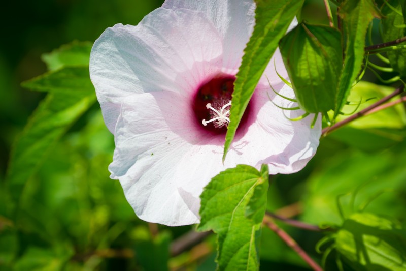Halberdleaf Rosemallow photo 4