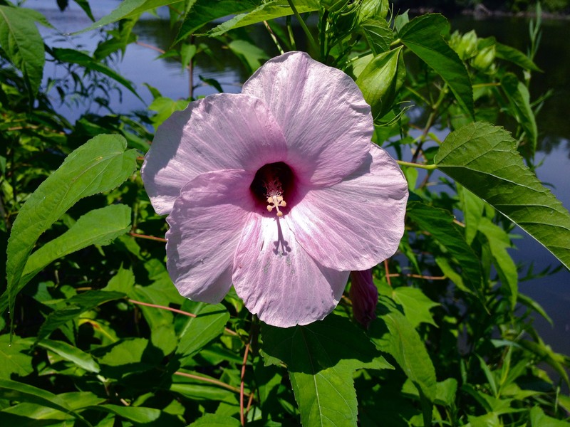 Halberdleaf Rosemallow photo 2