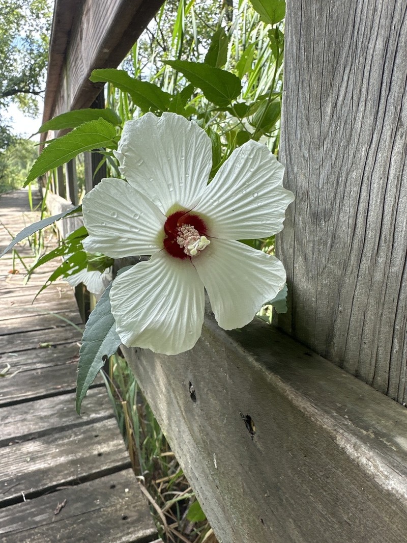 Halberdleaf Rosemallow