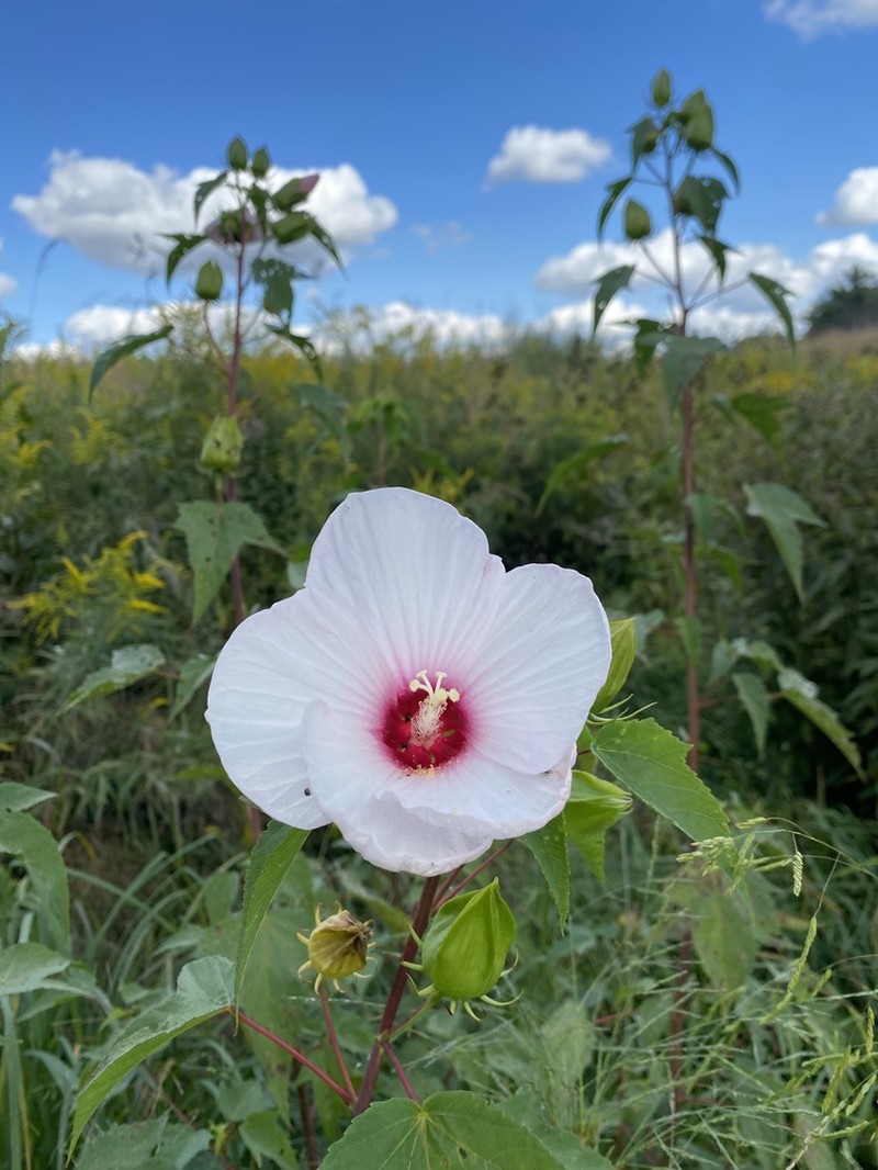 Halberdleaf Rosemallow photo 2