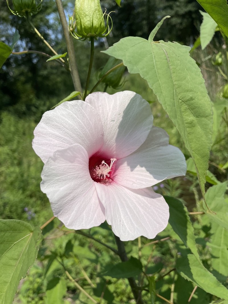 Halberdleaf Rosemallow photo 3