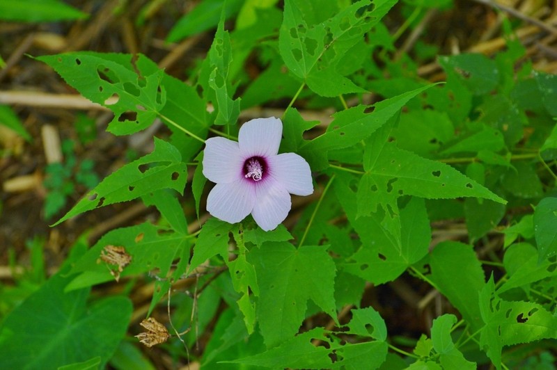 Halberdleaf Rosemallow photo 5