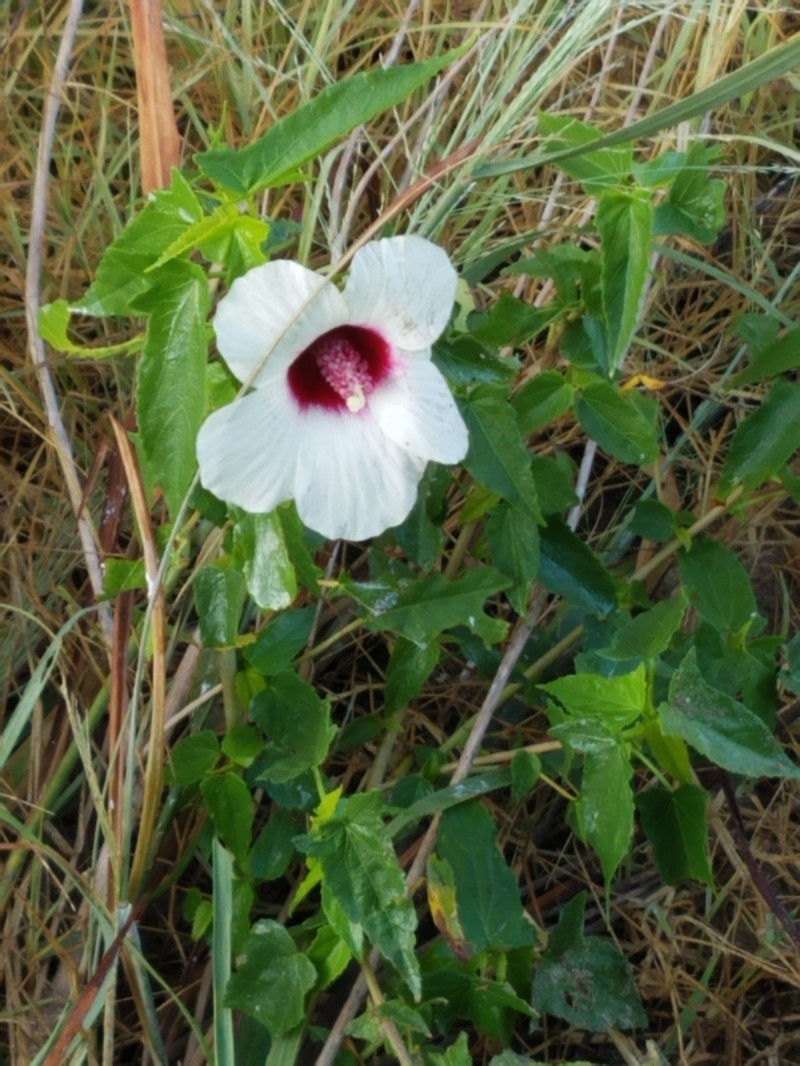 Halberdleaf Rosemallow photo 6