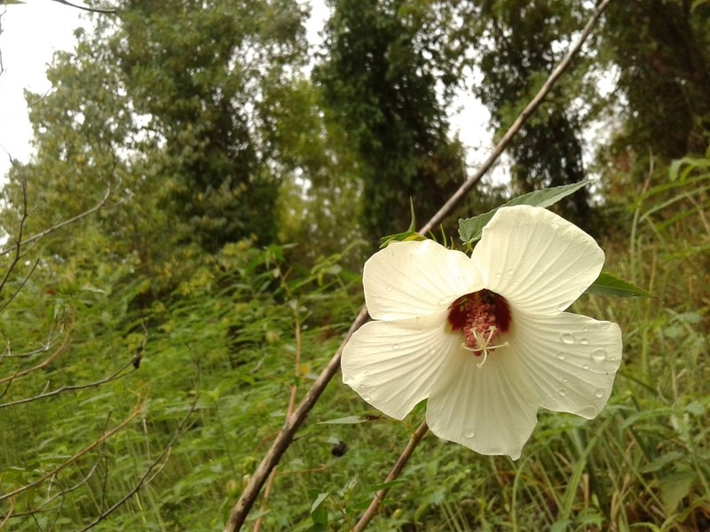 Halberdleaf Rosemallow photo 7