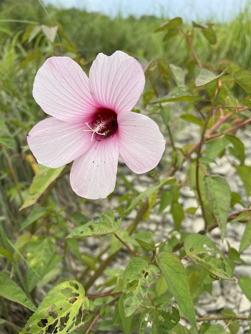 Halberdleaf Rosemallow photo 8