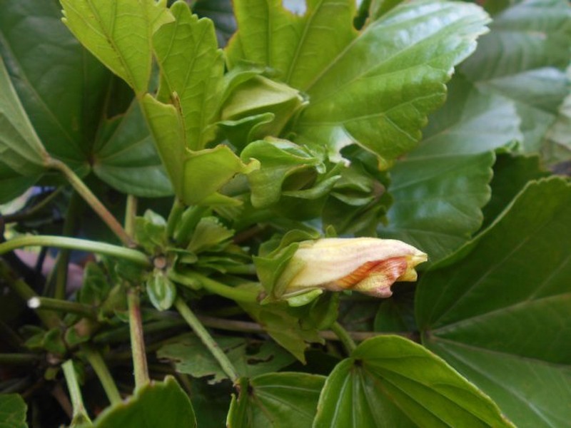 Hibiscus lamalama