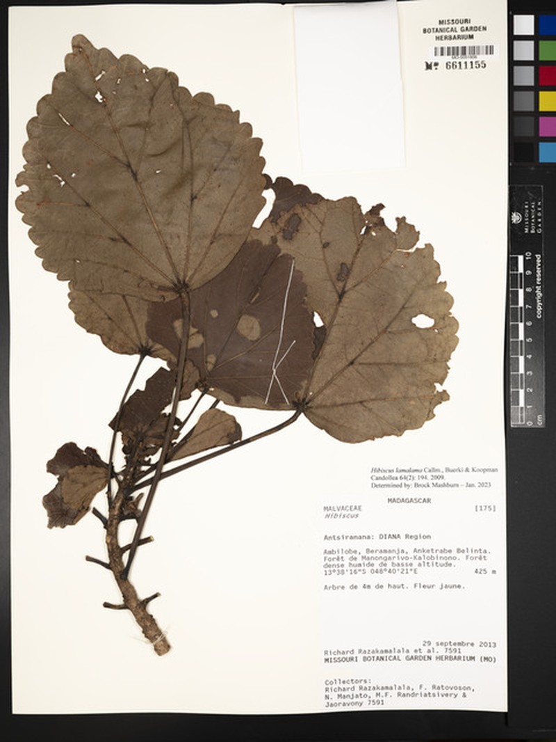 Hibiscus lamalama photo 2