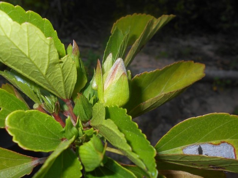 Hibiscus lamalama photo 3