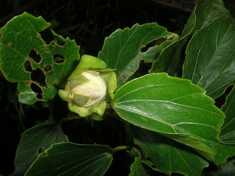 Hibiscus lamalama photo 4