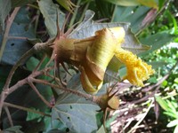 Hibiscus lasiococcus