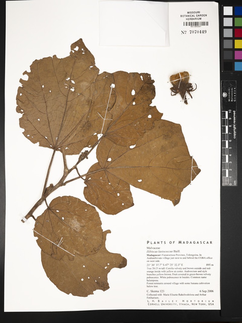 Hibiscus lasiococcus photo 2