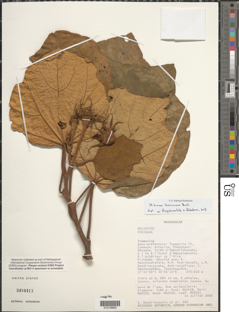 Hibiscus lasiococcus photo 3