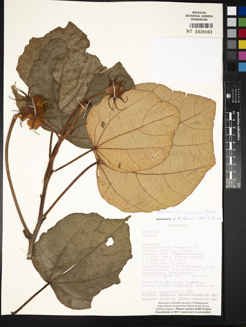 Hibiscus lasiococcus photo 4