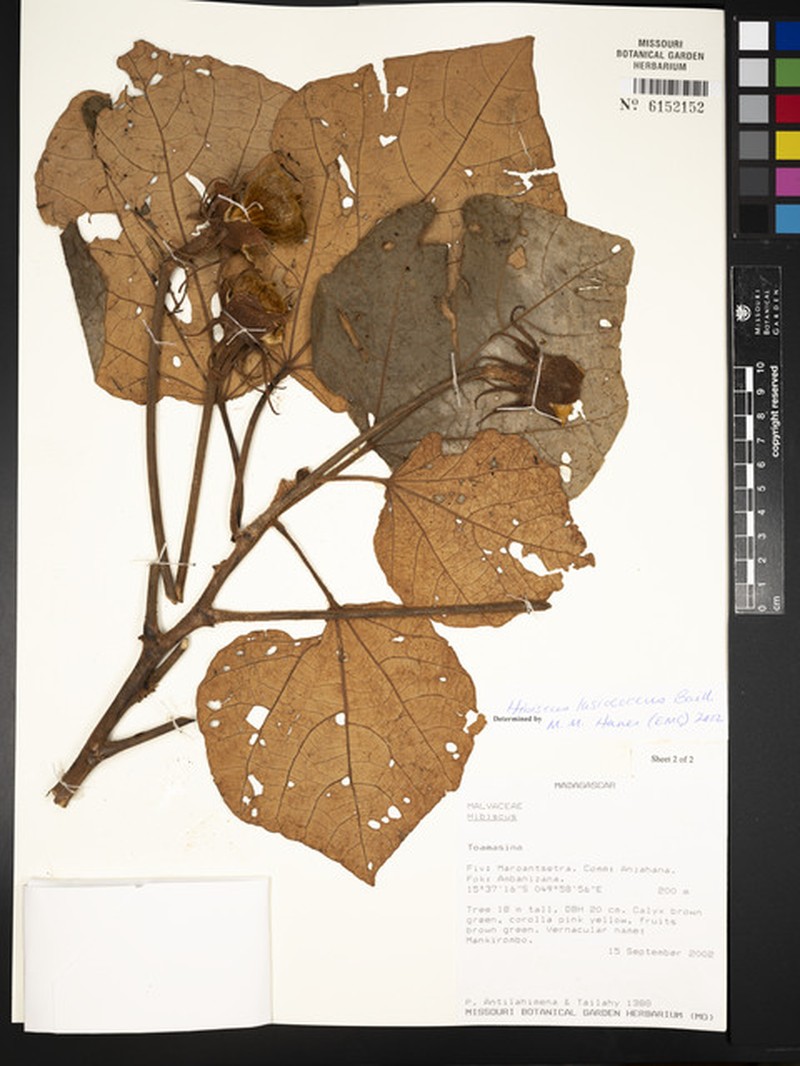 Hibiscus lasiococcus photo 5