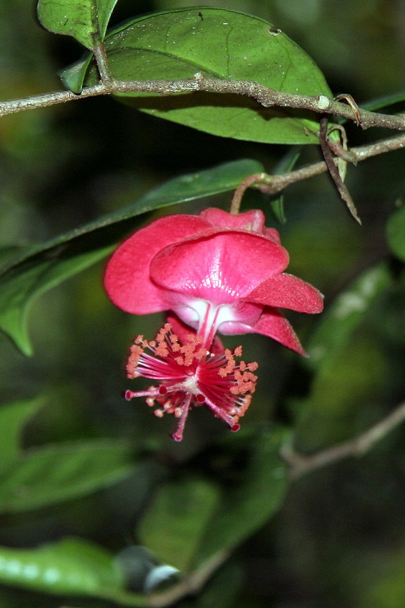 Hibiscus laurinus