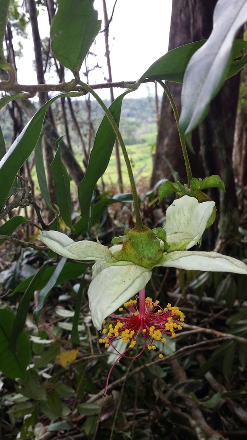Hibiscus laurinus photo 2