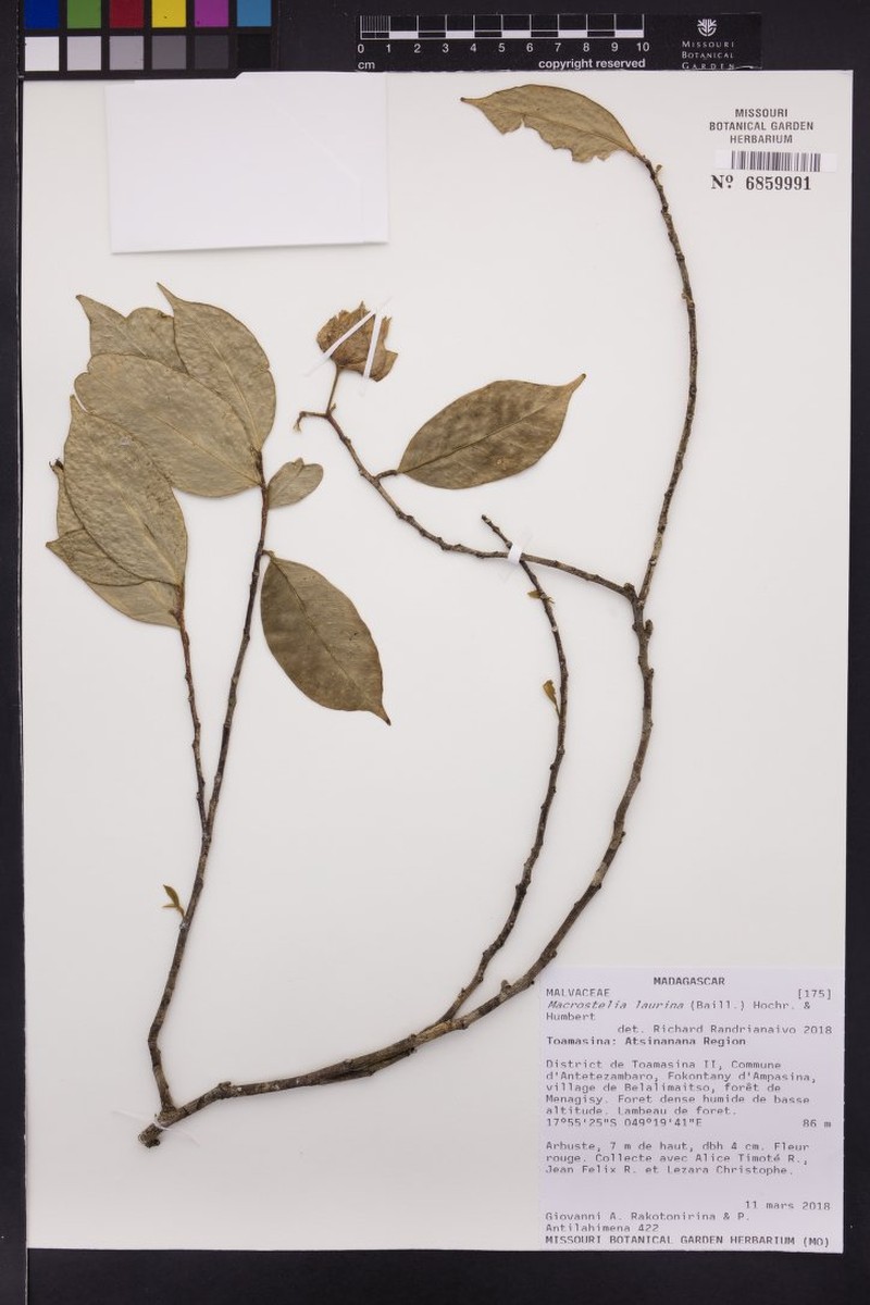 Hibiscus laurinus photo 3