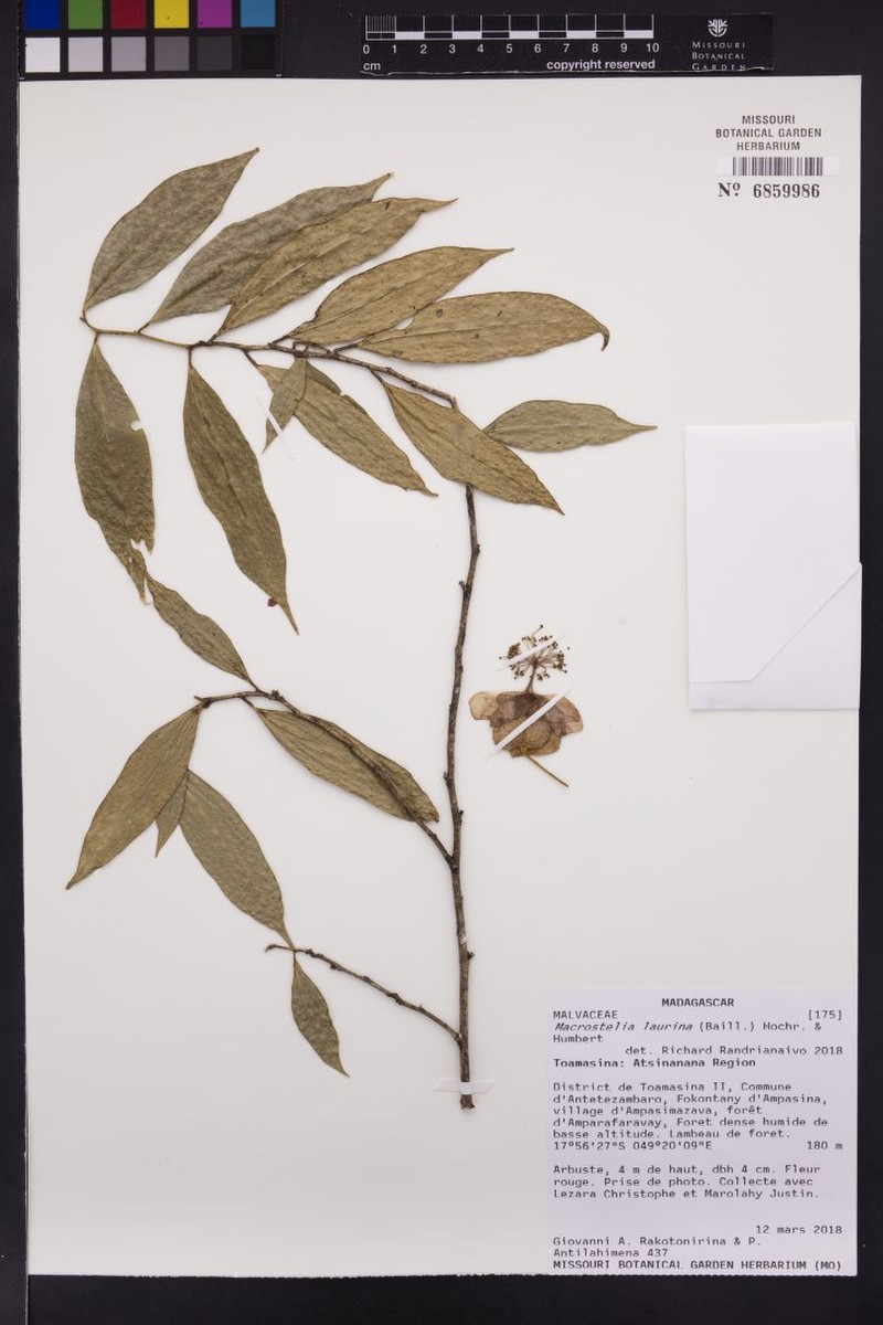 Hibiscus laurinus photo 4