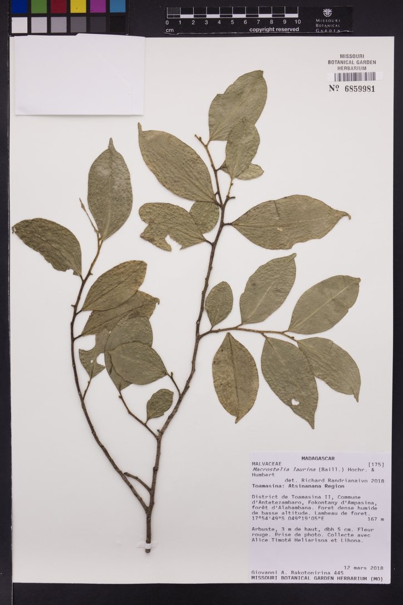 Hibiscus laurinus photo 5