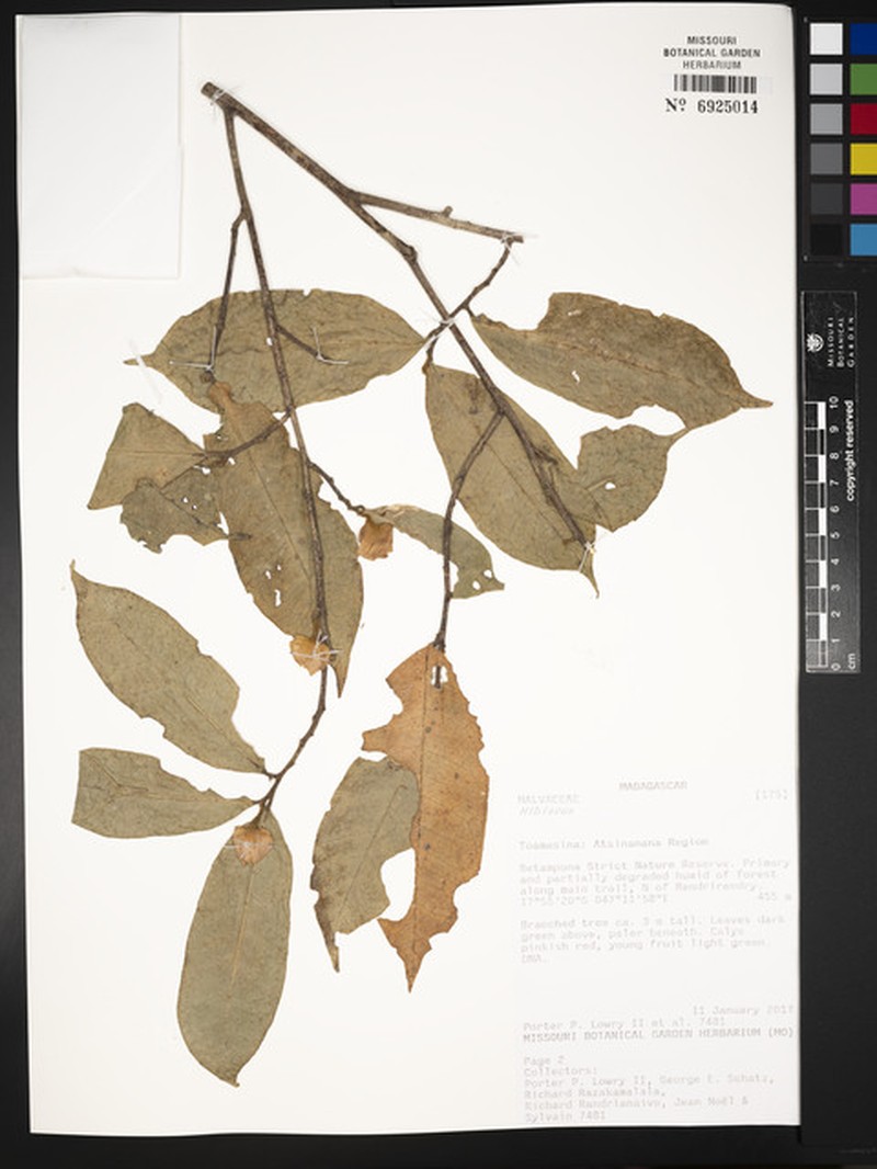 Hibiscus laurinus photo 6