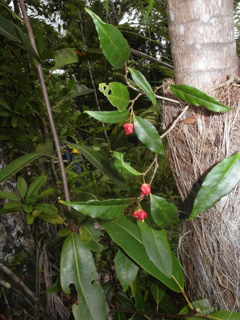Hibiscus laurinus photo 7